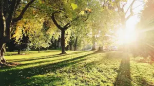Saulainas koku ēnainas rīta pastaigas laikā parkā ar zelta gaismu
