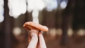 Cilvēka roka tur svaigi noplūktu sēni meža fona apstākļos pirms sēņošanas.