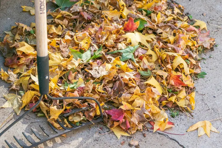 Kā pareizi atbrīvoties no rudens dārza atkritumiem Saldus novadā