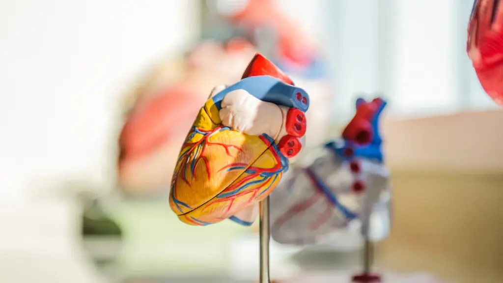 Medicīnisks cilvēka sirds modelis uz stenda izglītojošam darbam ārsta kabinetā vai medicīnas centrā.