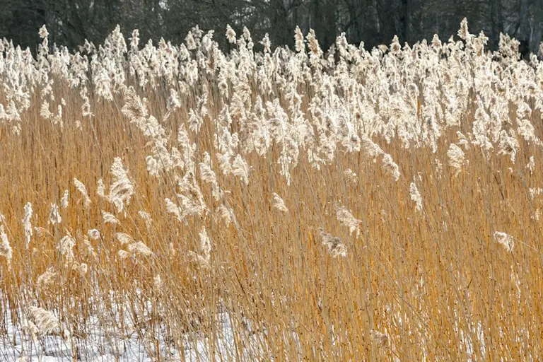 Rīgas pirmais rudens sals: vai gaisa temperatūra līdz 31. oktobrim noslīdēs ze