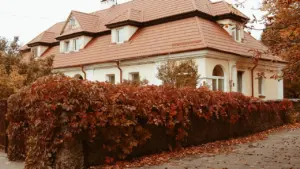 Privātmāja ar rudens lapām un sarkanu vīteņaugu Latvijas rudens noskaņās.